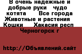 В очень надежные и добрые руки - чудо - котята!!! - Все города Животные и растения » Кошки   . Хакасия респ.,Черногорск г.